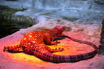 Monitor lizard basks in the sun's rays