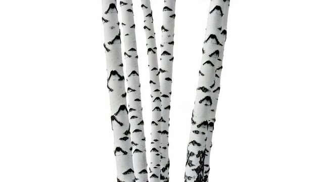 Several White Birch Tree Trunks with Black Marks Isolated on White Background Minimalist Nature Image