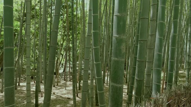 竹林の散歩道（愛知県知多市・ちたの竹林）