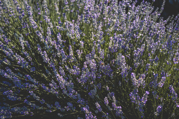 Close-up of a blooming lavender field under a clear blue sky. Tall purple flowers sway gently in...