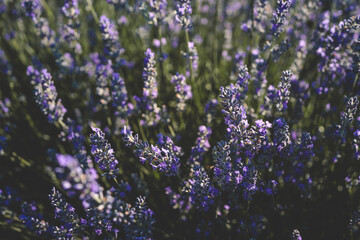 Close-up of a blooming lavender field under a clear blue sky. Tall purple flowers sway gently in...