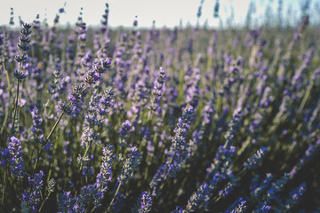 Obraz premium Blooming lavender rows in a sunlit field, creating a dreamy purple wave under a soft blue sky. The calm, diagonal perspective enhances the natural beauty and peaceful atmosphere