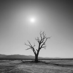 Obraz premium A lone, dead tree in a desert landscape. Nature photography, stark. Harsh, midday sun creating dark shadows, desolate and beautiful mood. Against a vast, empty expanse under a.