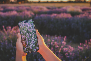 Girl photographing lavender field at sunset using smartphone. Lavender flowers reflected on phone screen in warm evening light, blending nature and modern technology