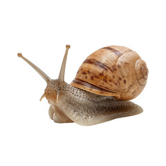 Snail close up with striking shell pattern, showing slow life on transparent setting
