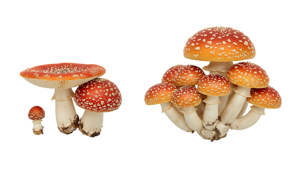 Amanita muscaria groupings on transparent backdrop, presenting distinct sizes and clustered