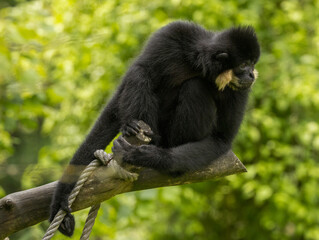 Gibbon à favoris roux