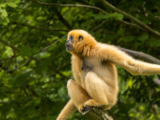 Gibbon à favoris roux