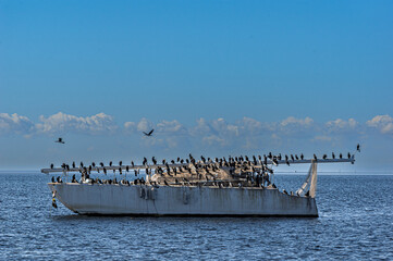 Anchor Here And The Cormorants Will Love You