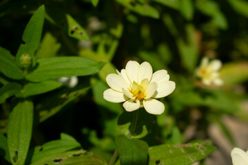 white flowers in the garden