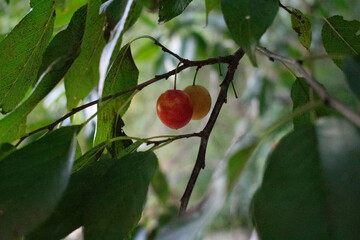 cherries on a branch