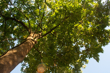 green tree from below
