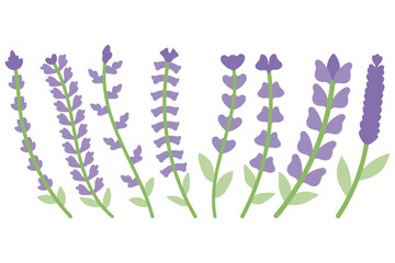 Lavender Flower Illustration Set Design
