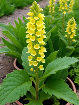 Verbascum lychnitis, of the figwort family (Scrophulariaceae)