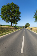 center line view of a country road lined with leafy trees