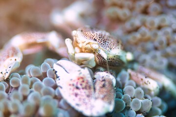 Porcelain Anemone Crab in the Lembeh Strait, Sulawesi, Indonesia