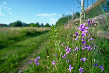 Natural field background. Campanula patula, bluebell, campanula in the field. Beautiful summer meadow background. Summer wildflowers on a sunny day