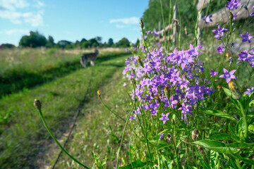 Natural field background. Campanula patula, bluebell, campanula in the field. Beautiful summer meadow background. Summer wildflowers on a sunny day