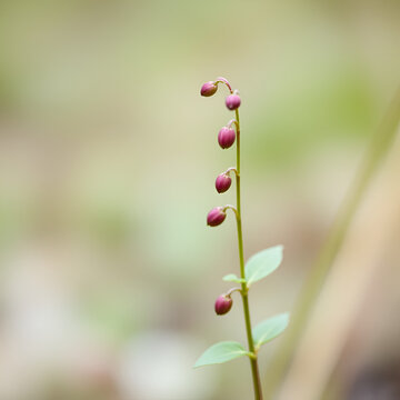 Shallow focus shot of Figwort plant with blurred background