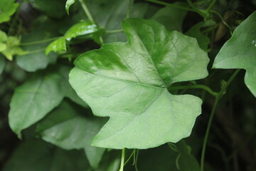 Leaf of Trichosanthes kirilowii, a Korean medicinal herb used for detoxification and reducing inflammation. Photographed in Korea.
