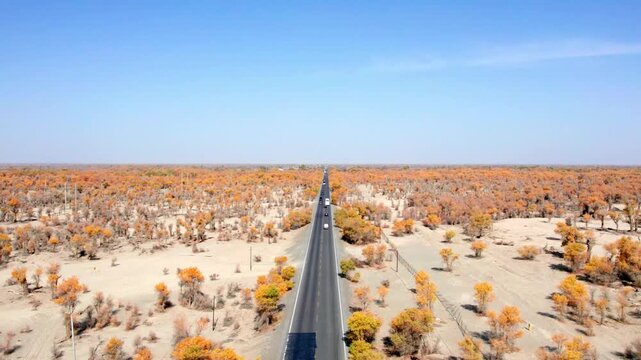 Drone view of asphalt road passing through golden populus euphratica forest in Gobi desert on sunny autumn day in Taklamakan Desert, Xinjiang, China, 4k real time high angle view, travel concept.