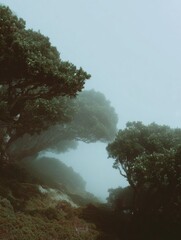 Professional high-quality humid laurel forest on Madeira island slope modern nature landscape for inspiring travel marketing and social media campaigns