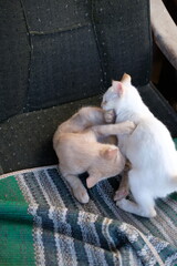 Playful kittens tumble on woven surface