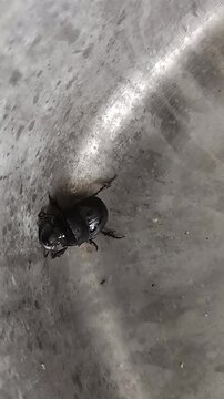 The image shows a beetle, specifically identified as Xylotrupes gideon, also known as the brown rhinoceros beetle. 