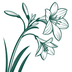zephyranthes candida green with leaves