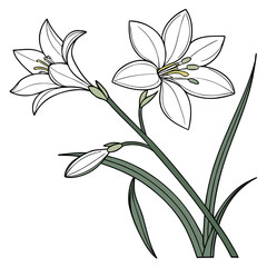 zephyranthes candida with leaves