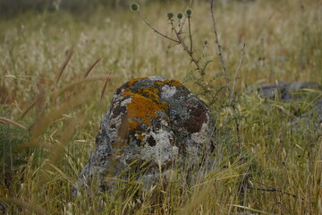 Gray stone with Moss grown on it. Natural stone covered with lichen texture. North Israel
