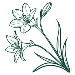 zephyranthes candida green vector