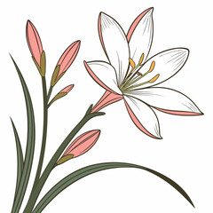 vector illustration of zephyranthes candida