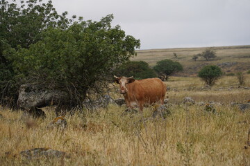 Grazing cows on the hills of the Golan Heights , Israel