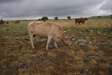 Grazing cows on the hills of the Golan Heights , Israel
