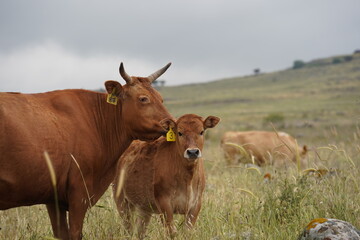 Grazing cows on the hills of the Golan Heights , Israel