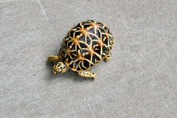 A close-up of juvenile Indian Star Tortoises. This endangered species is known for the beautiful star-like patterns on its shell. The tortoises are on a gray tiled floor with a soft-focus background.