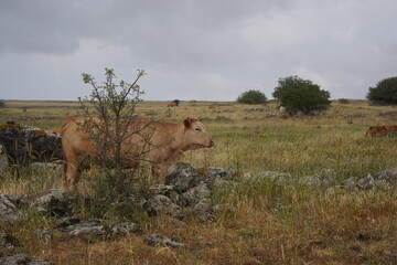 Grazing cows on the hills of the Golan Heights , Israel