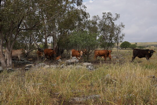 Grazing cows on the hills of the Golan Heights , Israel