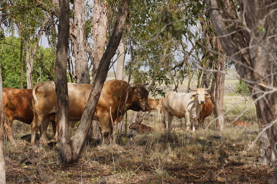 Grazing cows on the hills of the Golan Heights , Israel