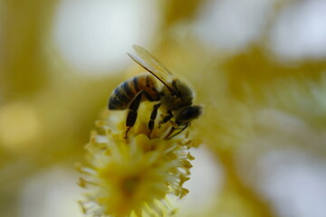 Bee working to remove the nectar of the flower. Honey bee collecting pollen from apple tree blossom