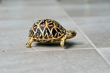 A close-up of juvenile Indian Star Tortoises. This endangered species is known for the beautiful star-like patterns on its shell. The tortoises are on a gray tiled floor with a soft-focus background.