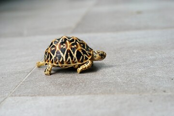 A close-up of juvenile Indian Star Tortoises. This endangered species is known for the beautiful star-like patterns on its shell. The tortoises are on a gray tiled floor with a soft-focus background.