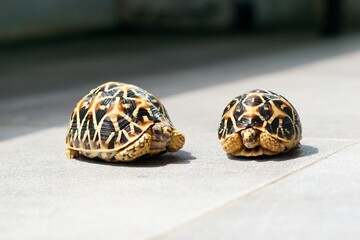 A close-up of juvenile Indian Star Tortoises. This endangered species is known for the beautiful star-like patterns on its shell. The tortoises are on a gray tiled floor with a soft-focus background.