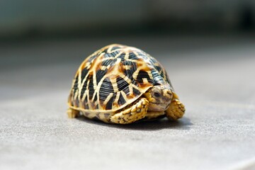 A close-up of juvenile Indian Star Tortoises. This endangered species is known for the beautiful star-like patterns on its shell. The tortoises are on a gray tiled floor with a soft-focus background.