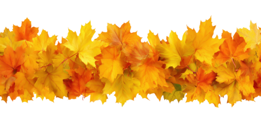 Beautiful golden and orange autumn maple leaves arranged in horizontal border isolated on transparent background