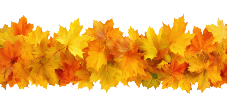 Beautiful golden and orange autumn maple leaves arranged in horizontal border isolated on transparent background