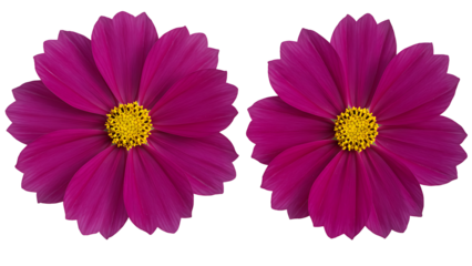 Two deep magenta cosmos flowers with yellow centers, isolated on transparent background for rich floral designs, autumn themes, and dramatic graphics