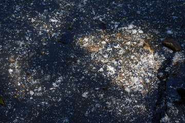 poplar fluff lies on the surface of the lake. Beautiful background.