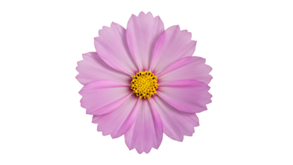 light purple cosmos flower with a yellow center, isolated on transparent background for minimalist floral designs, spring themes, and decorative elements.